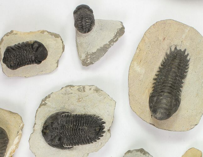 Lot: Assorted Devonian Trilobites - Pieces #76914
